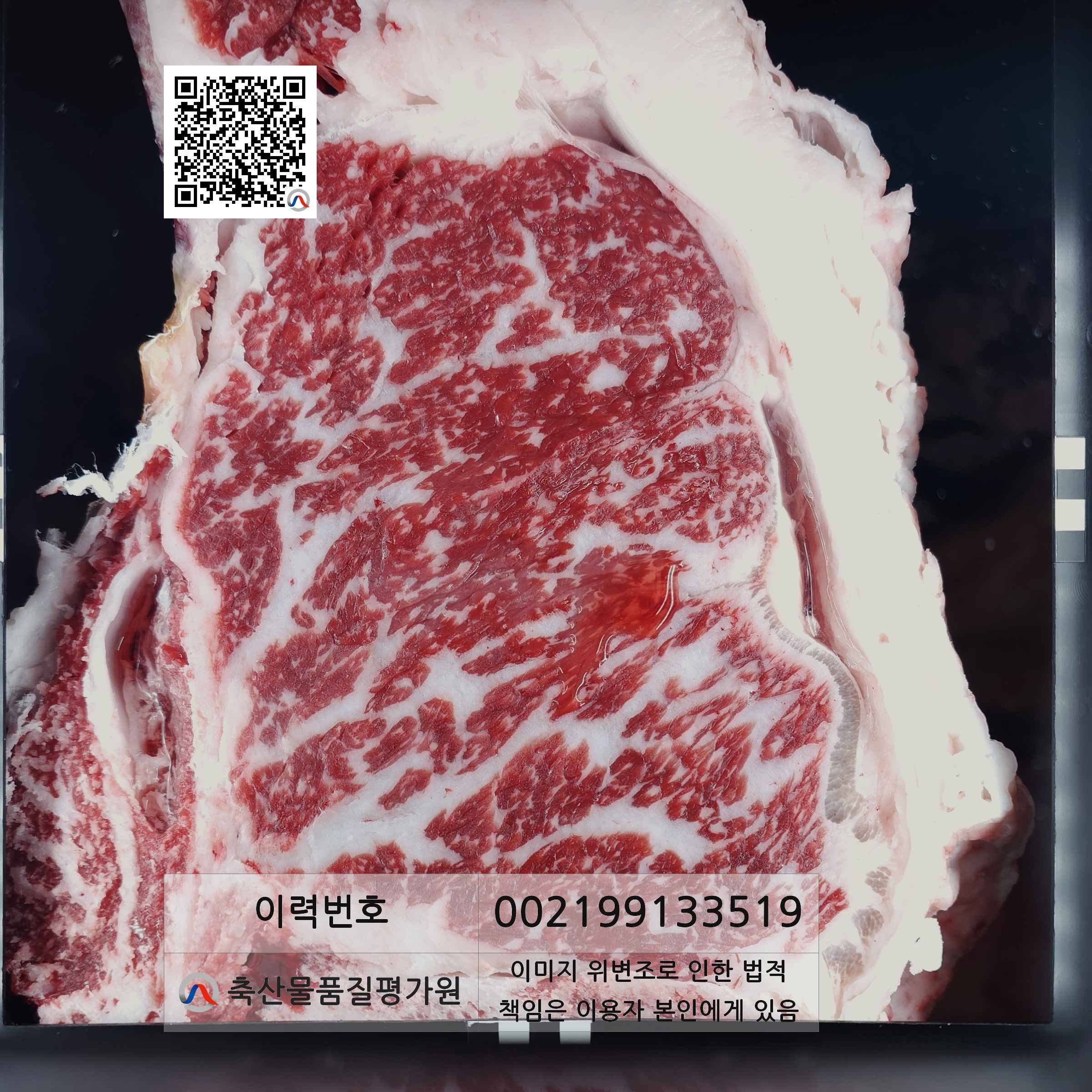 등심단면적 사진