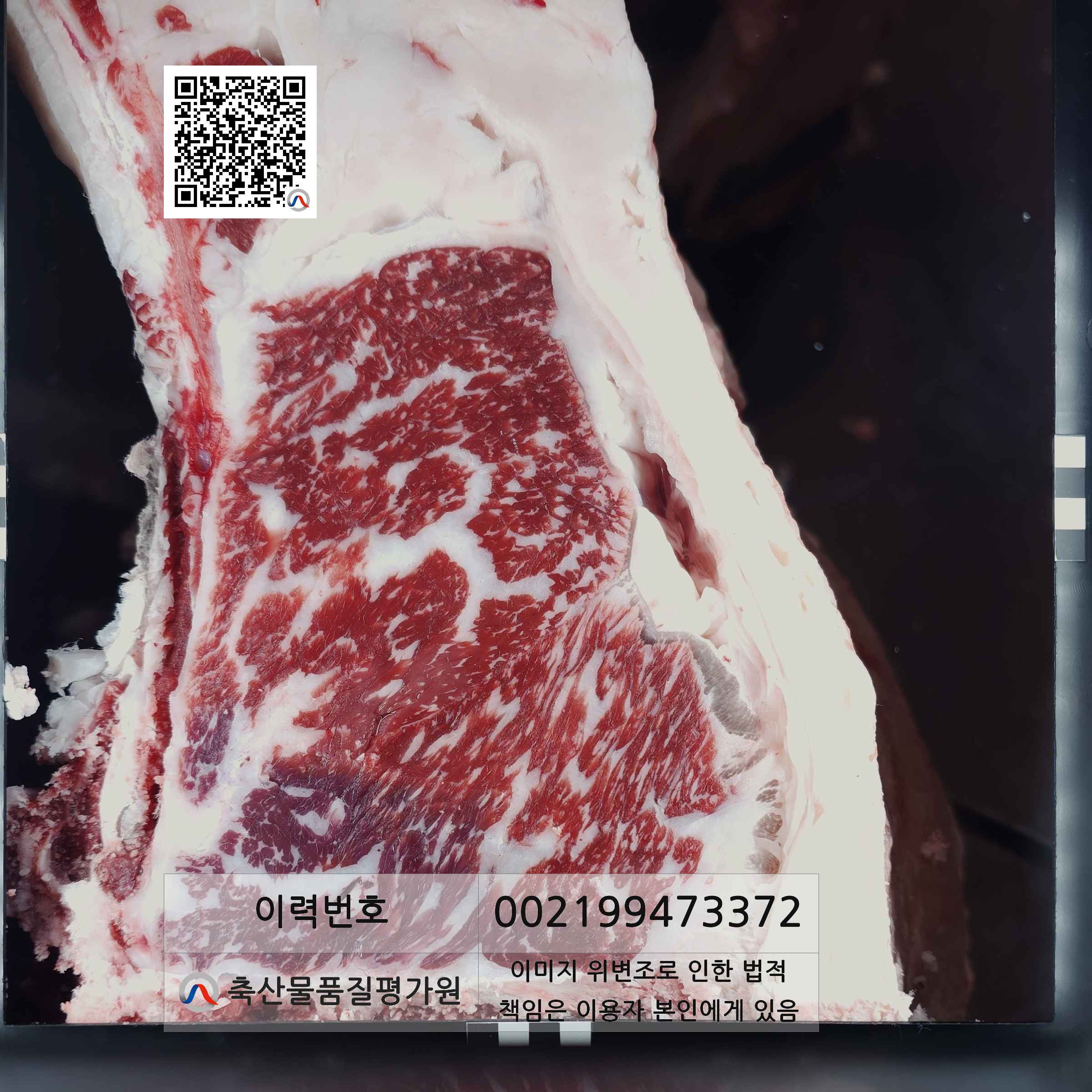 등심단면적 사진