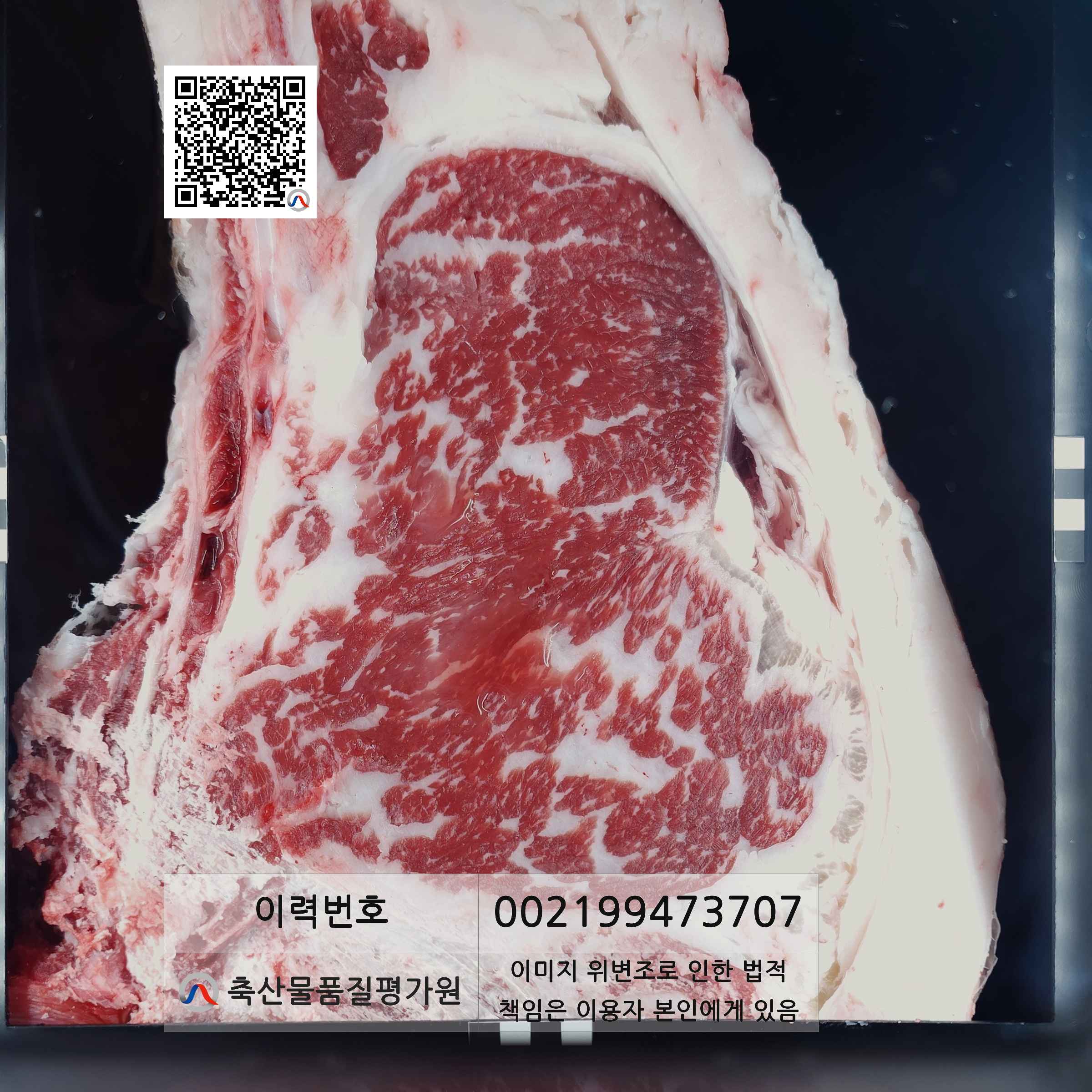 등심단면적 사진