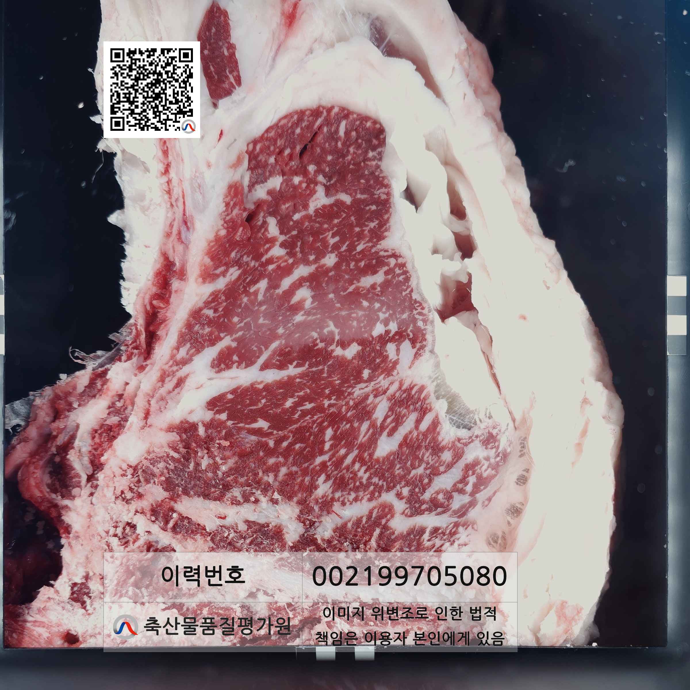 등심단면적 사진