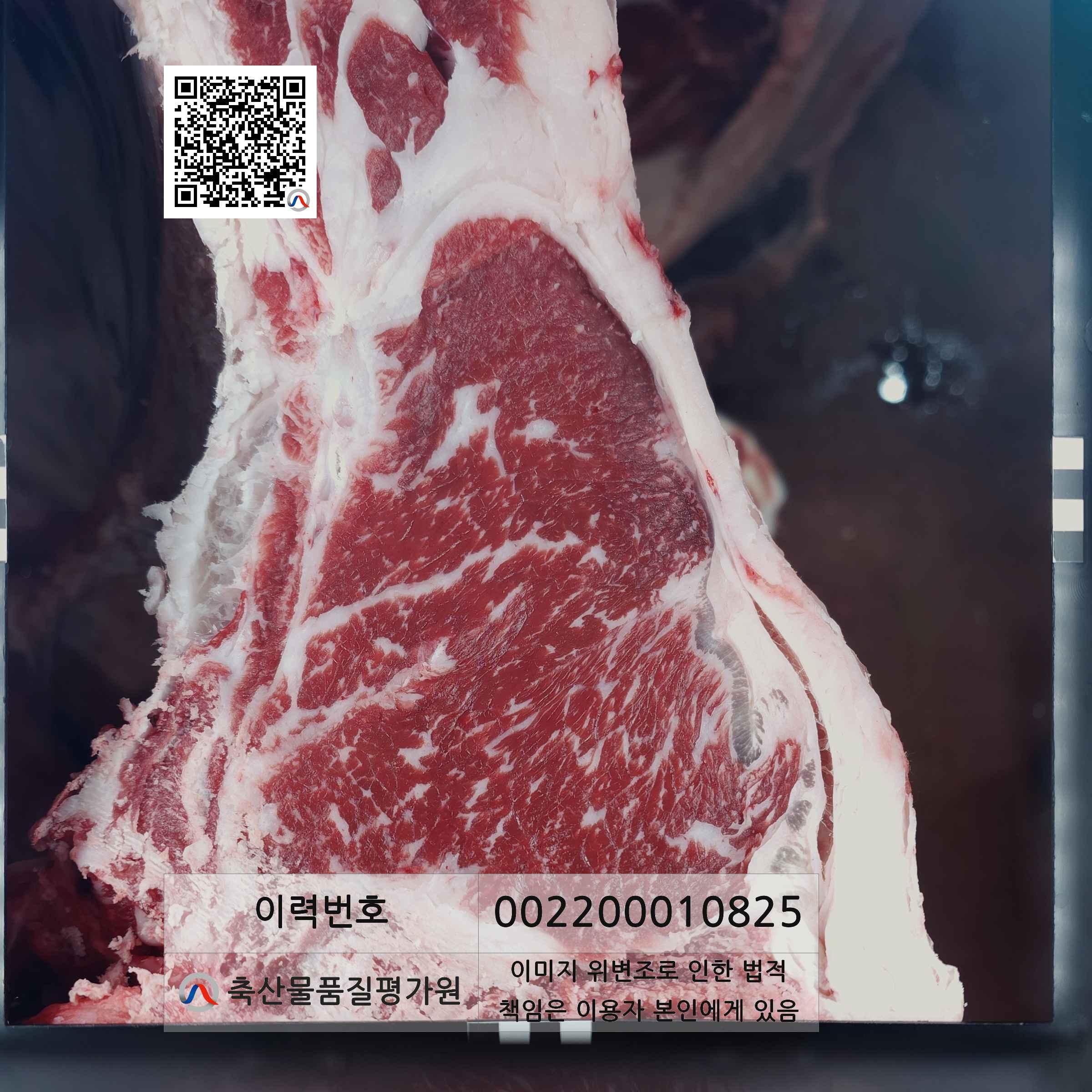 등심단면적 사진