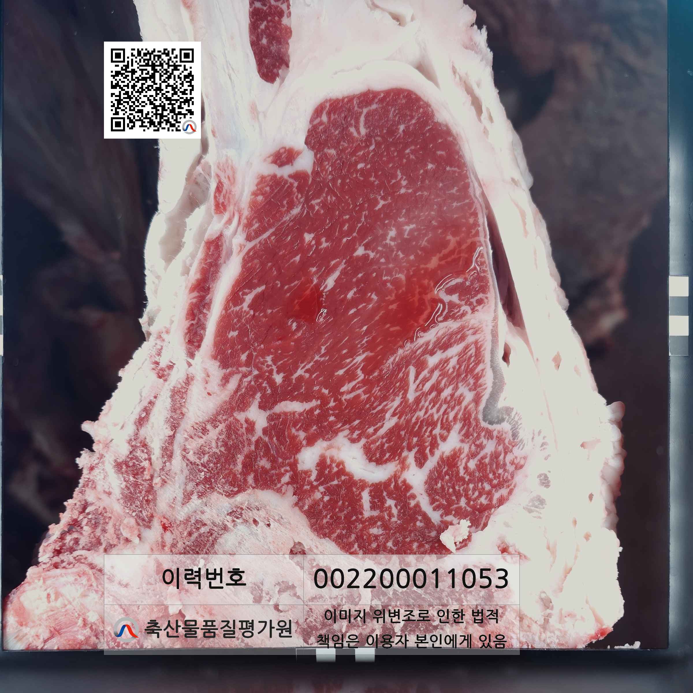 등심단면적 사진