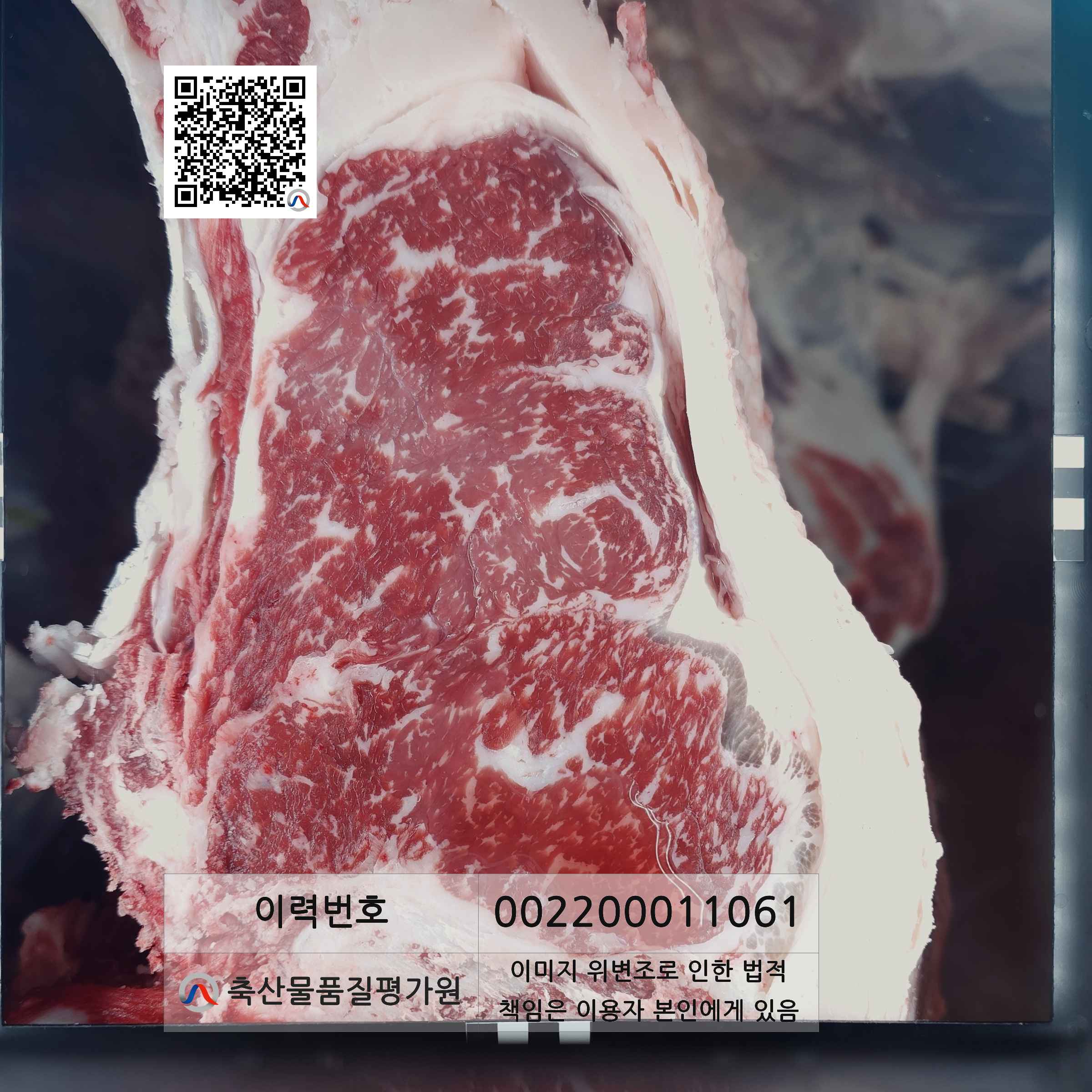 등심단면적 사진