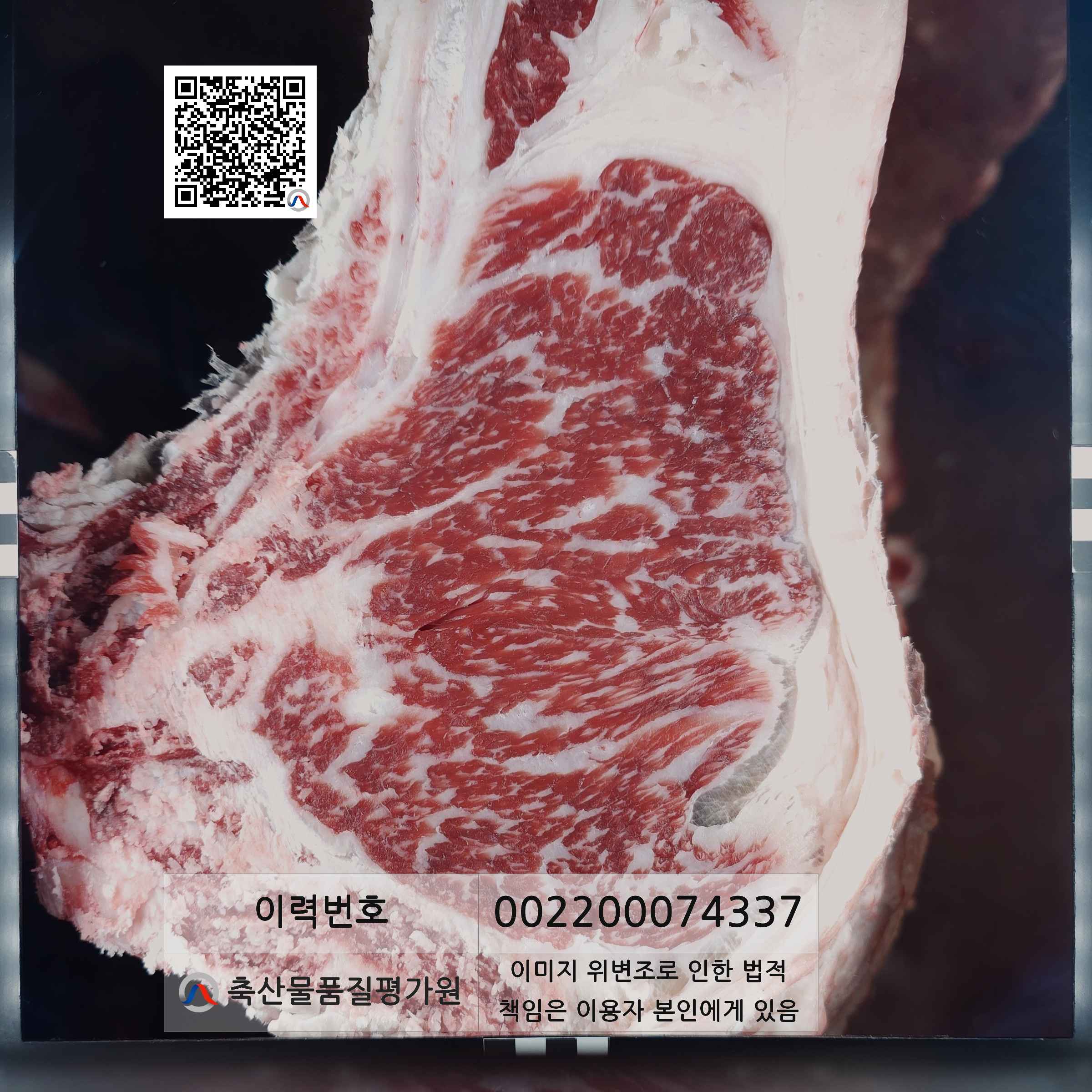 등심단면적 사진