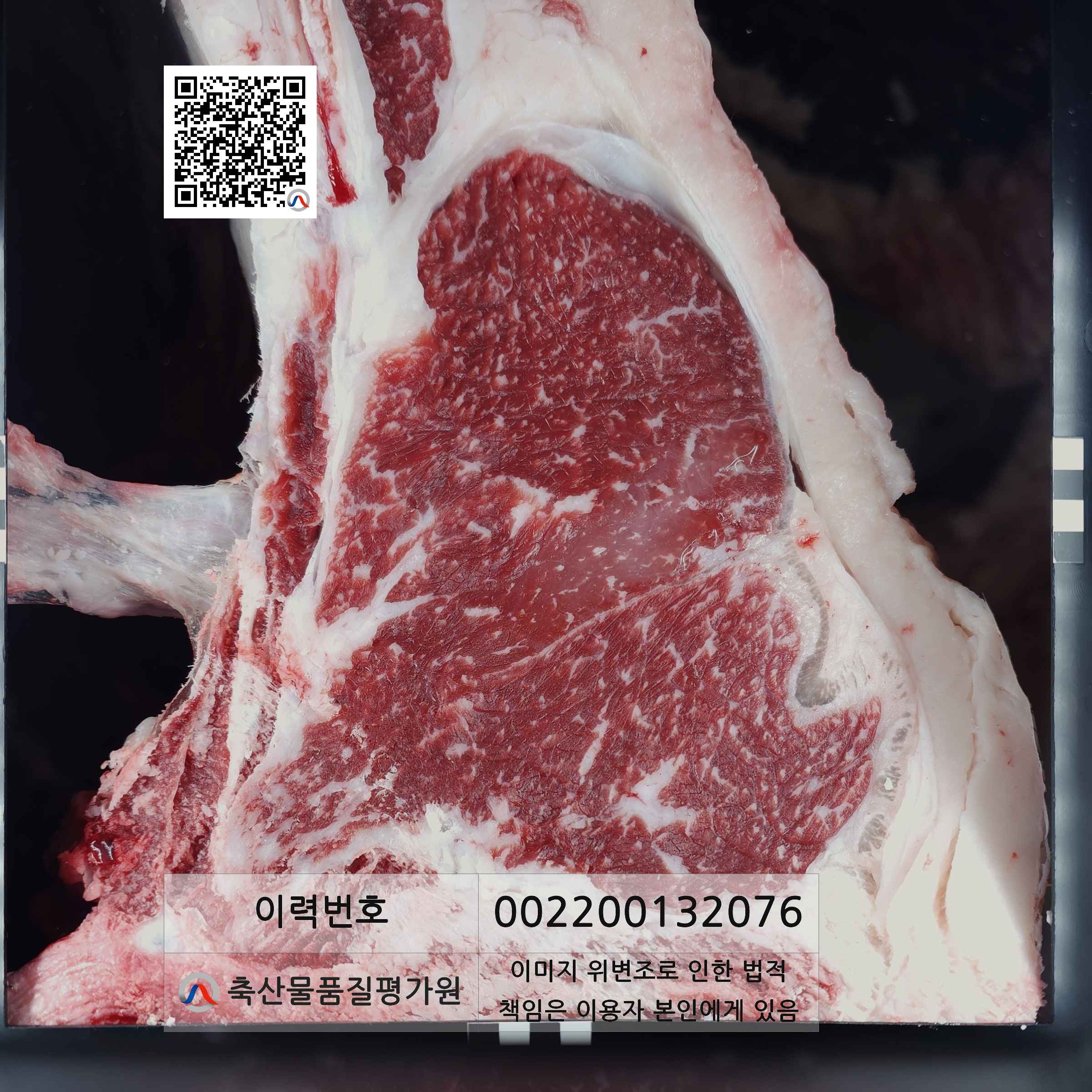 등심단면적 사진