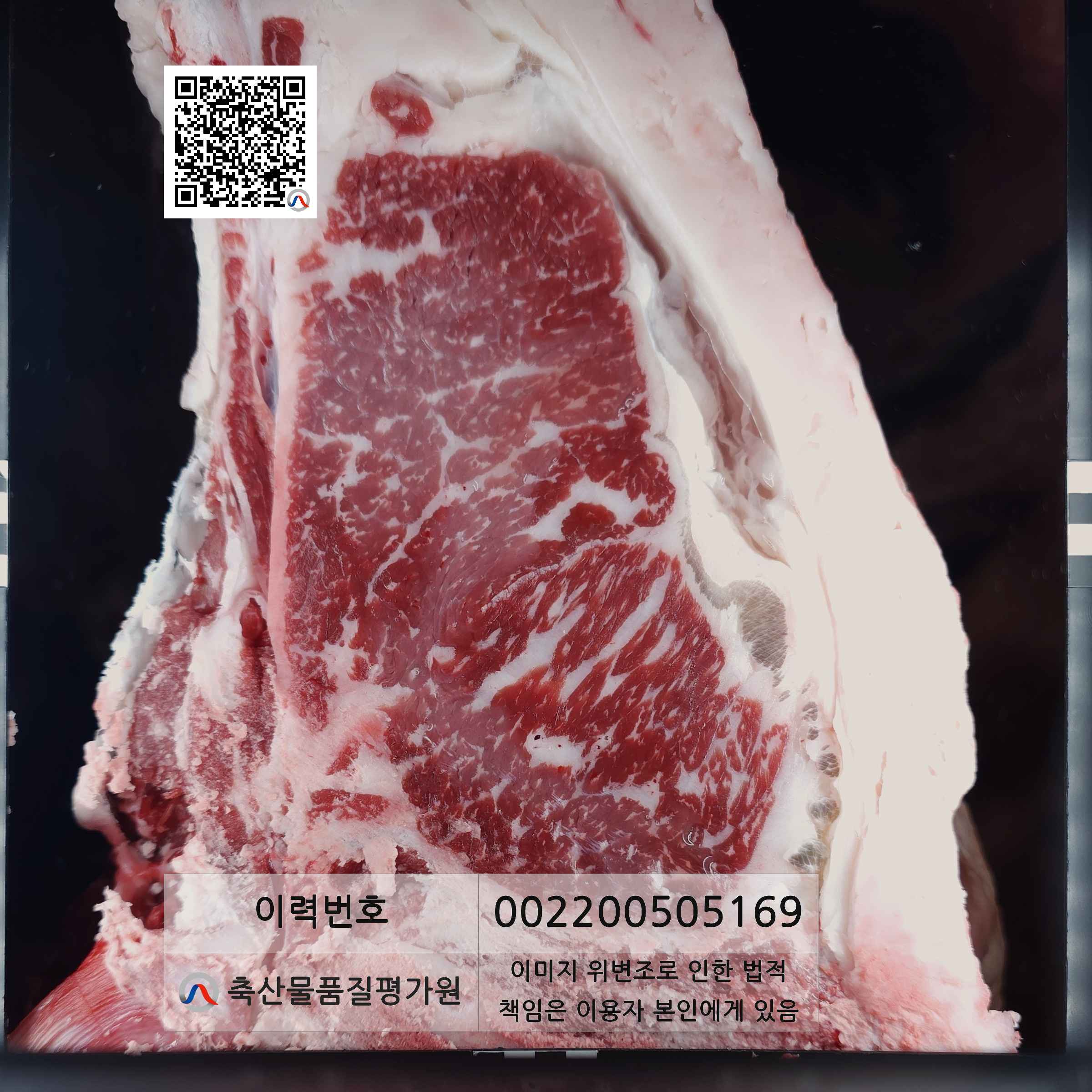 등심단면적 사진
