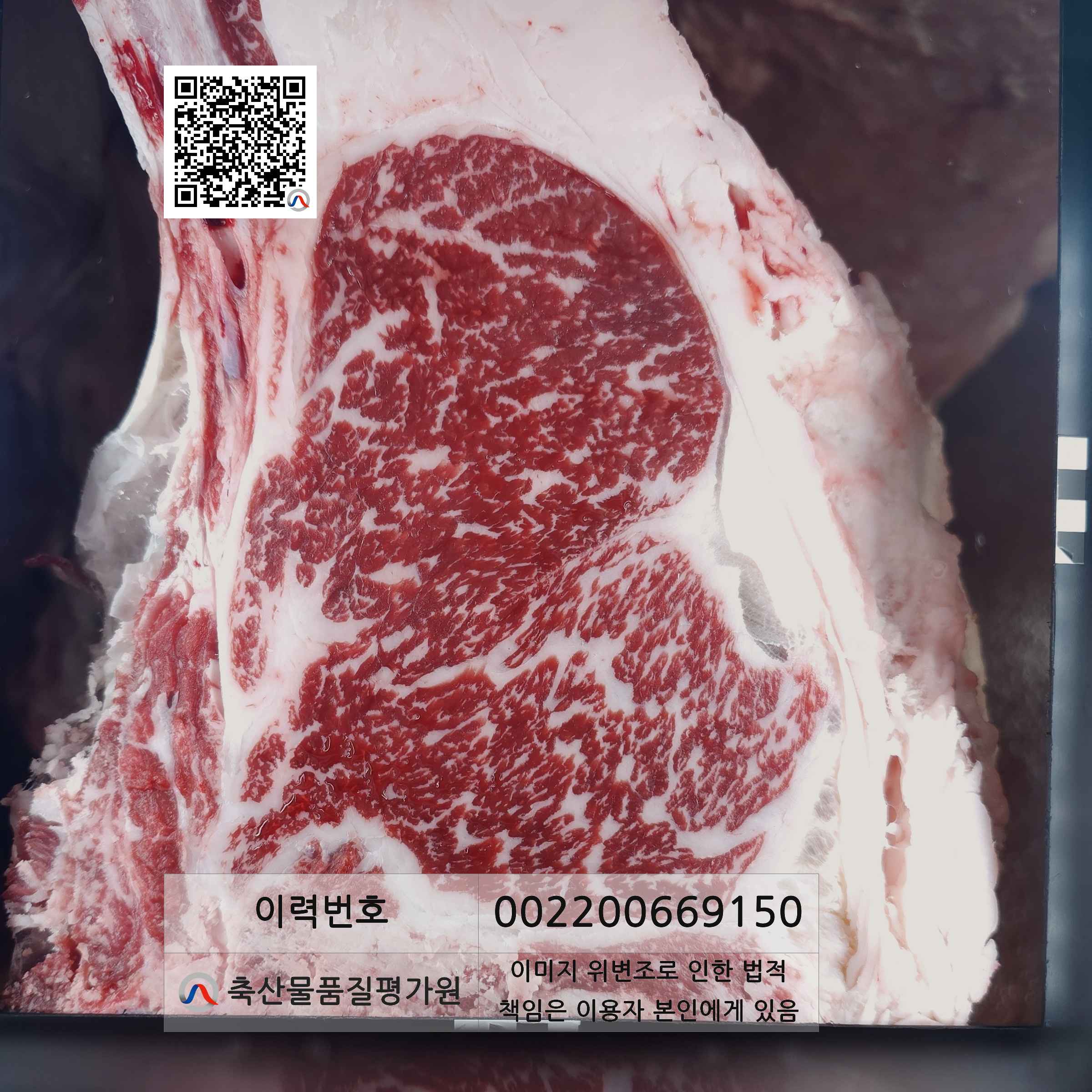등심단면적 사진