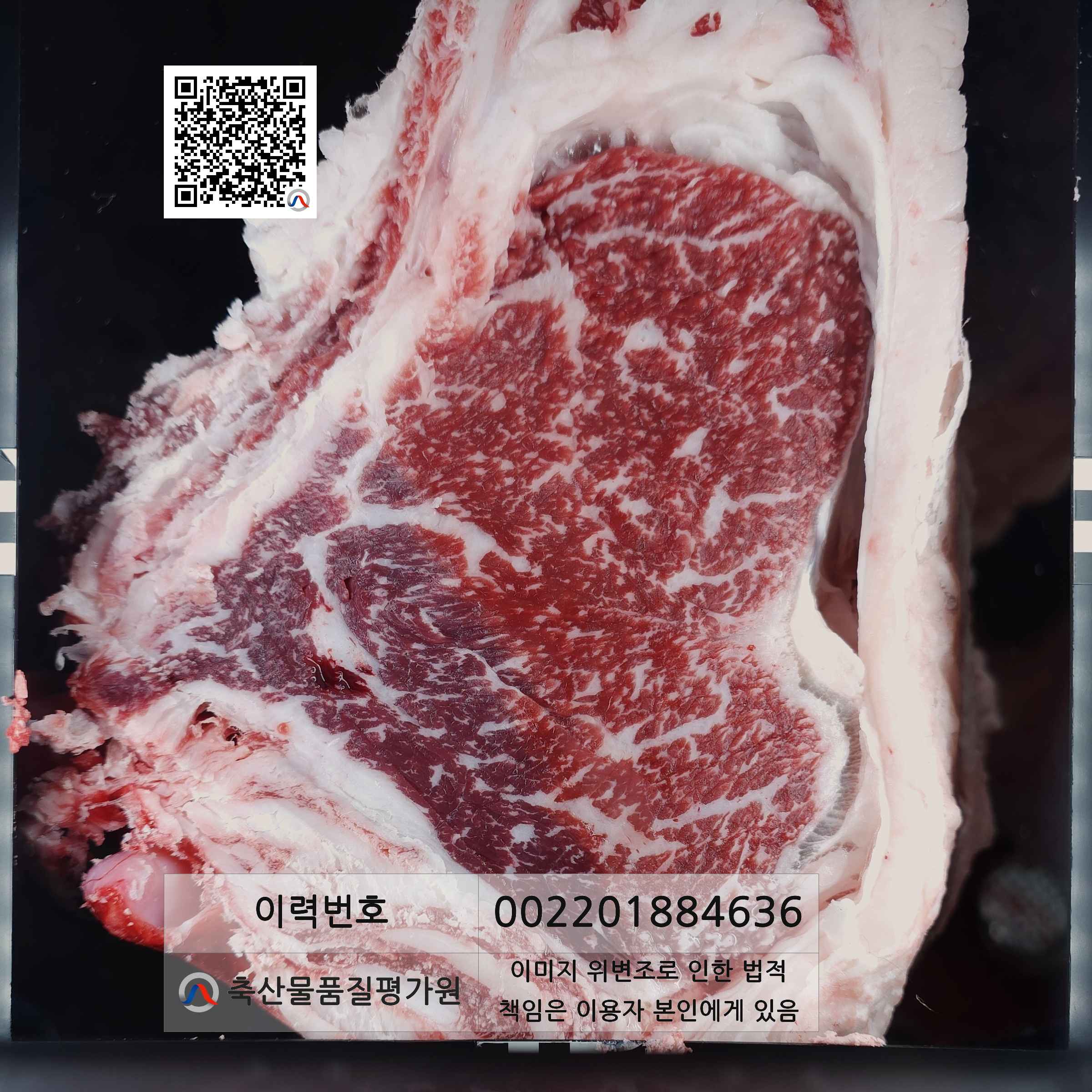 등심단면적 사진