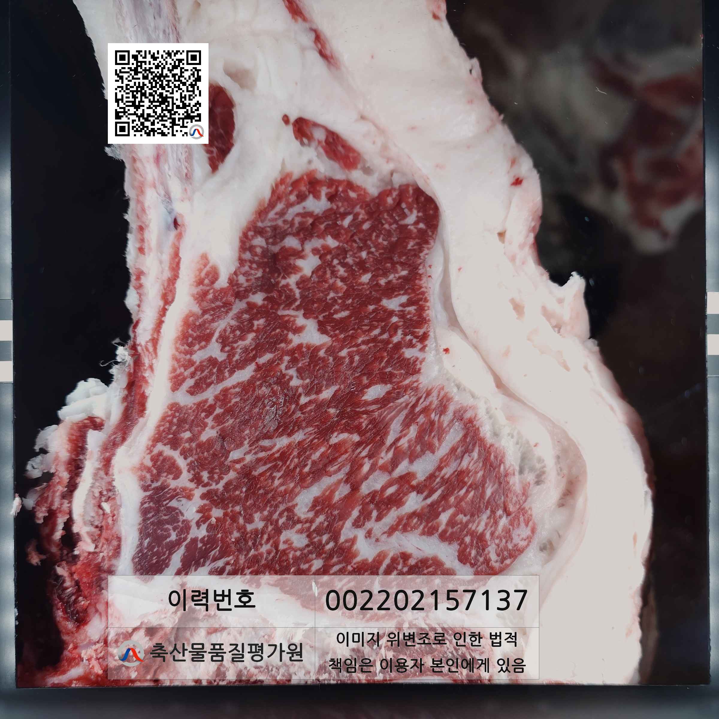 등심단면적 사진