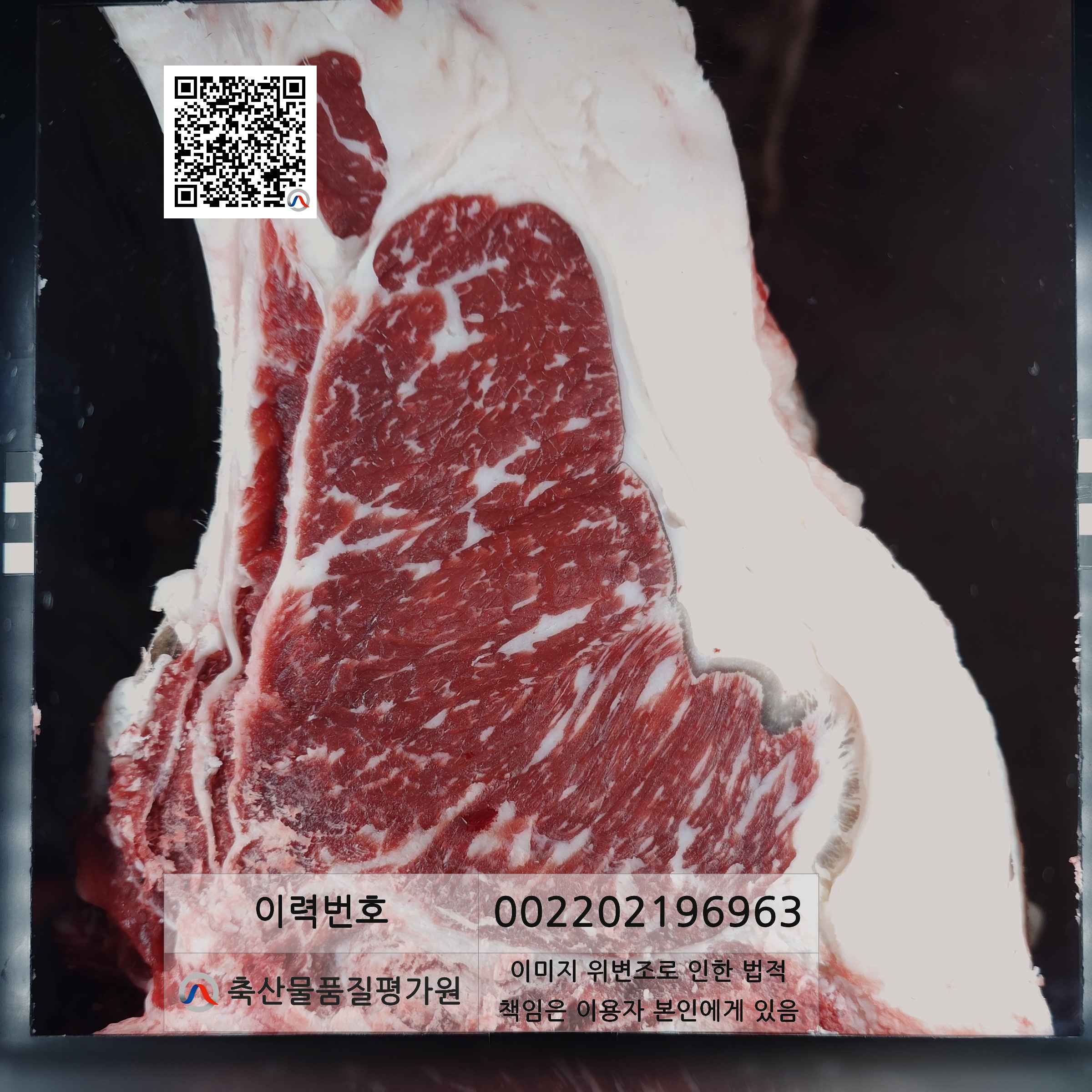 등심단면적 사진