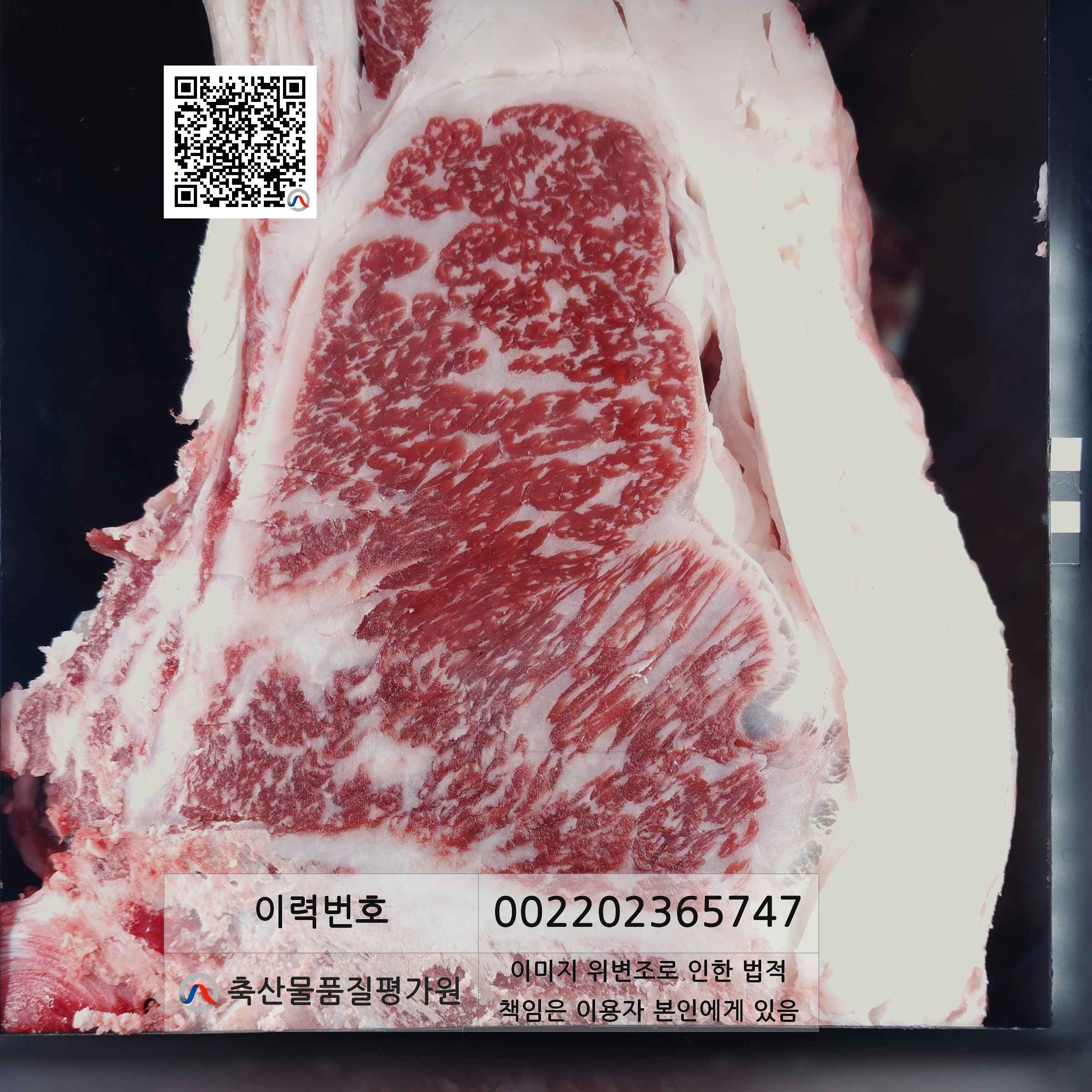 등심단면적 사진