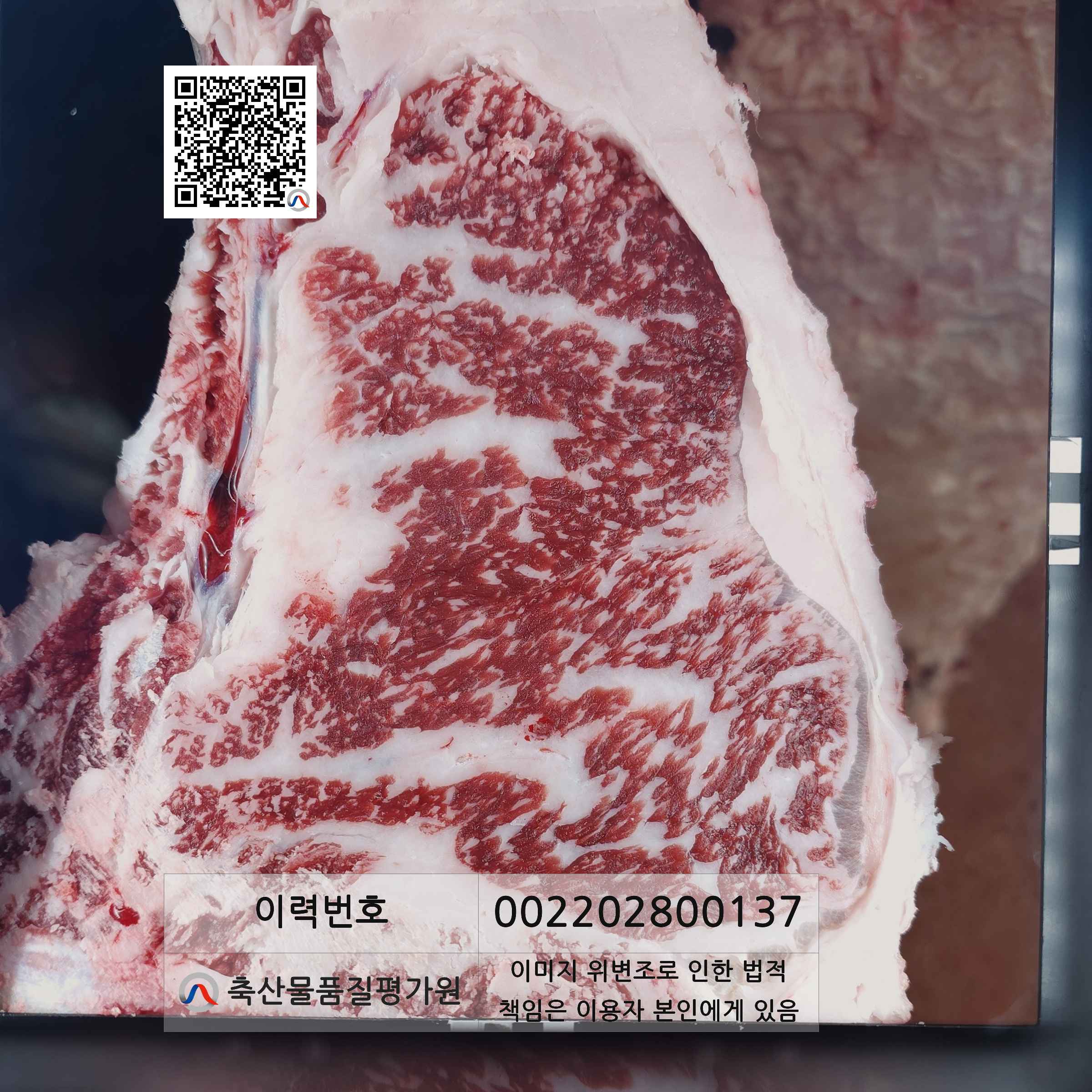 등심단면적 사진