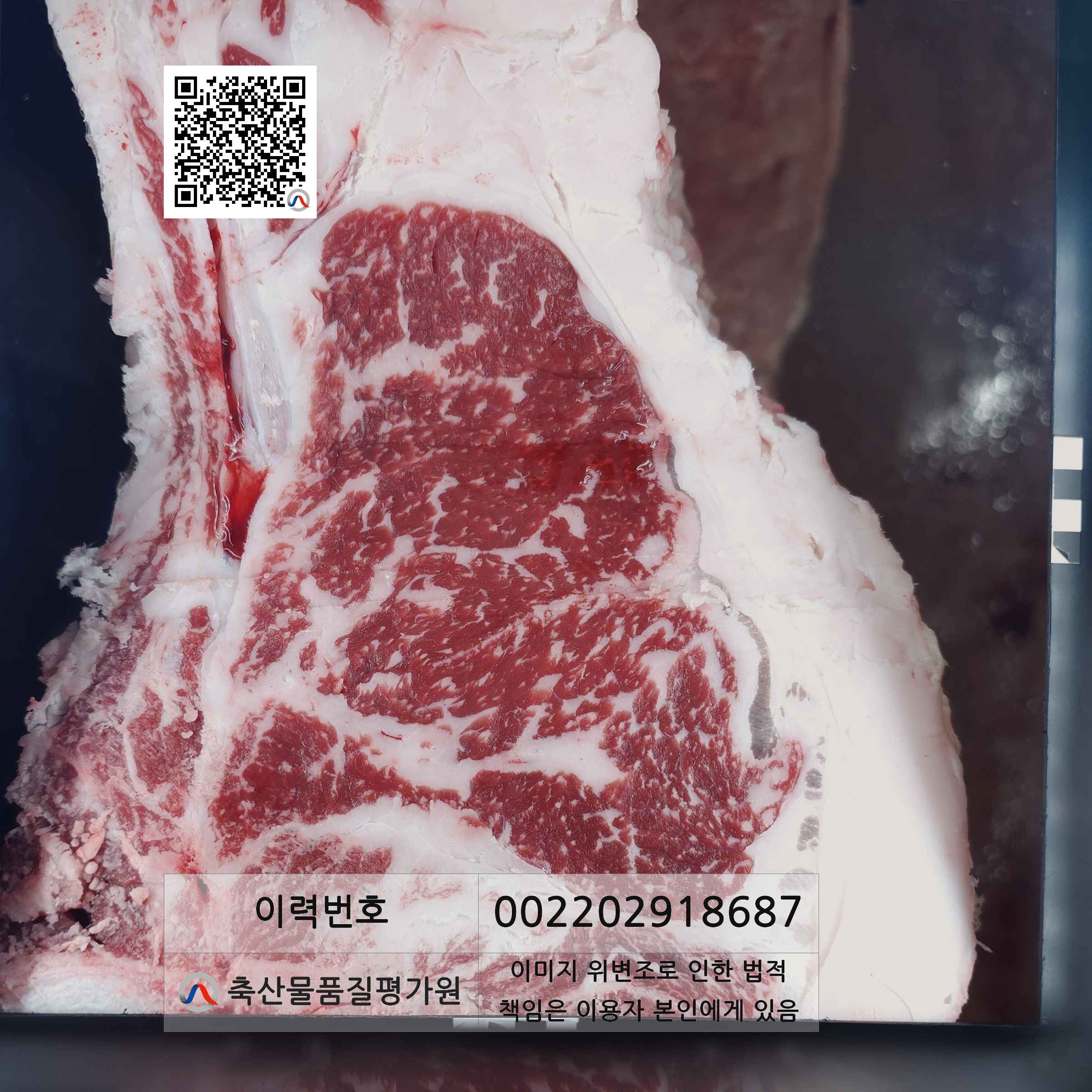 등심단면적 사진