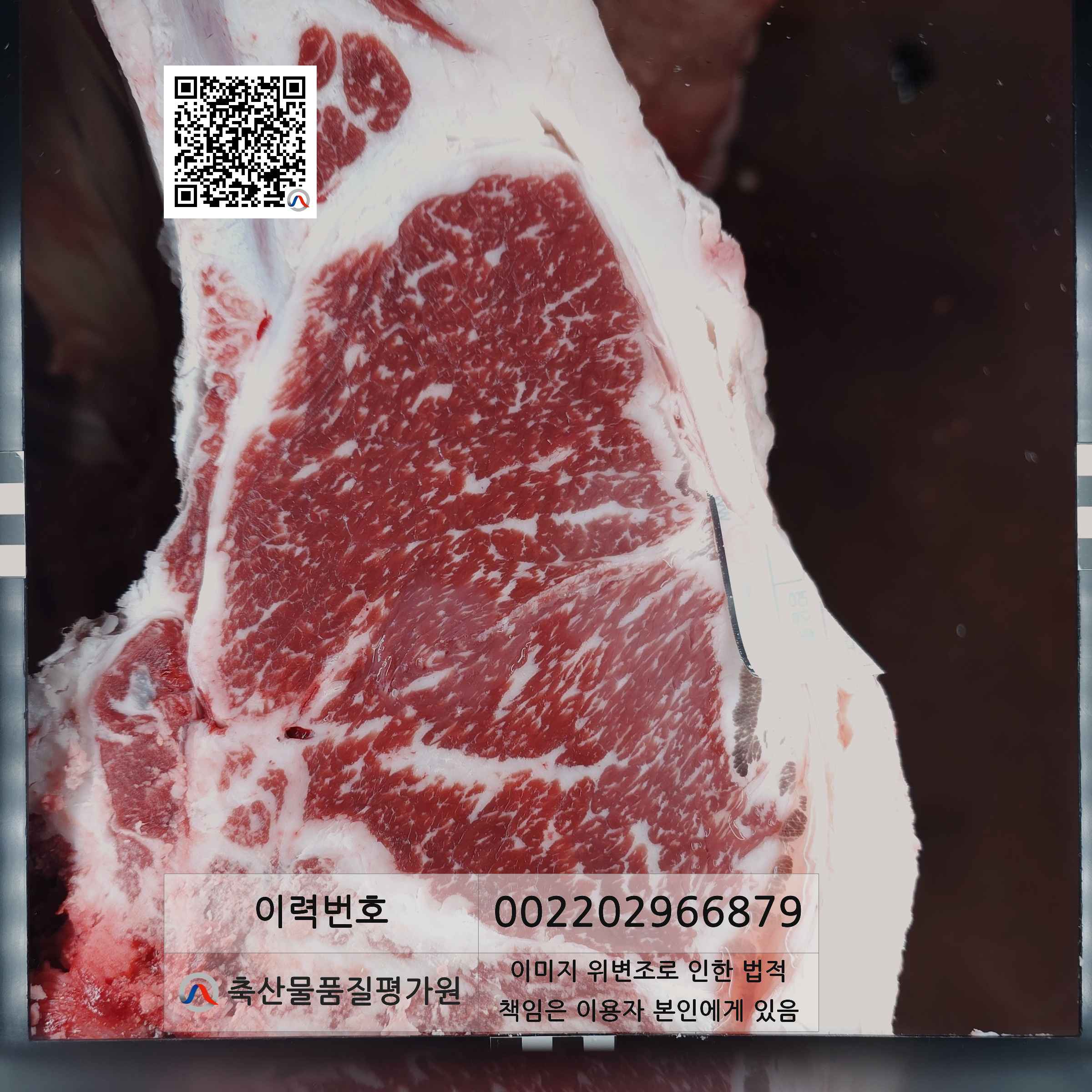 등심단면적 사진