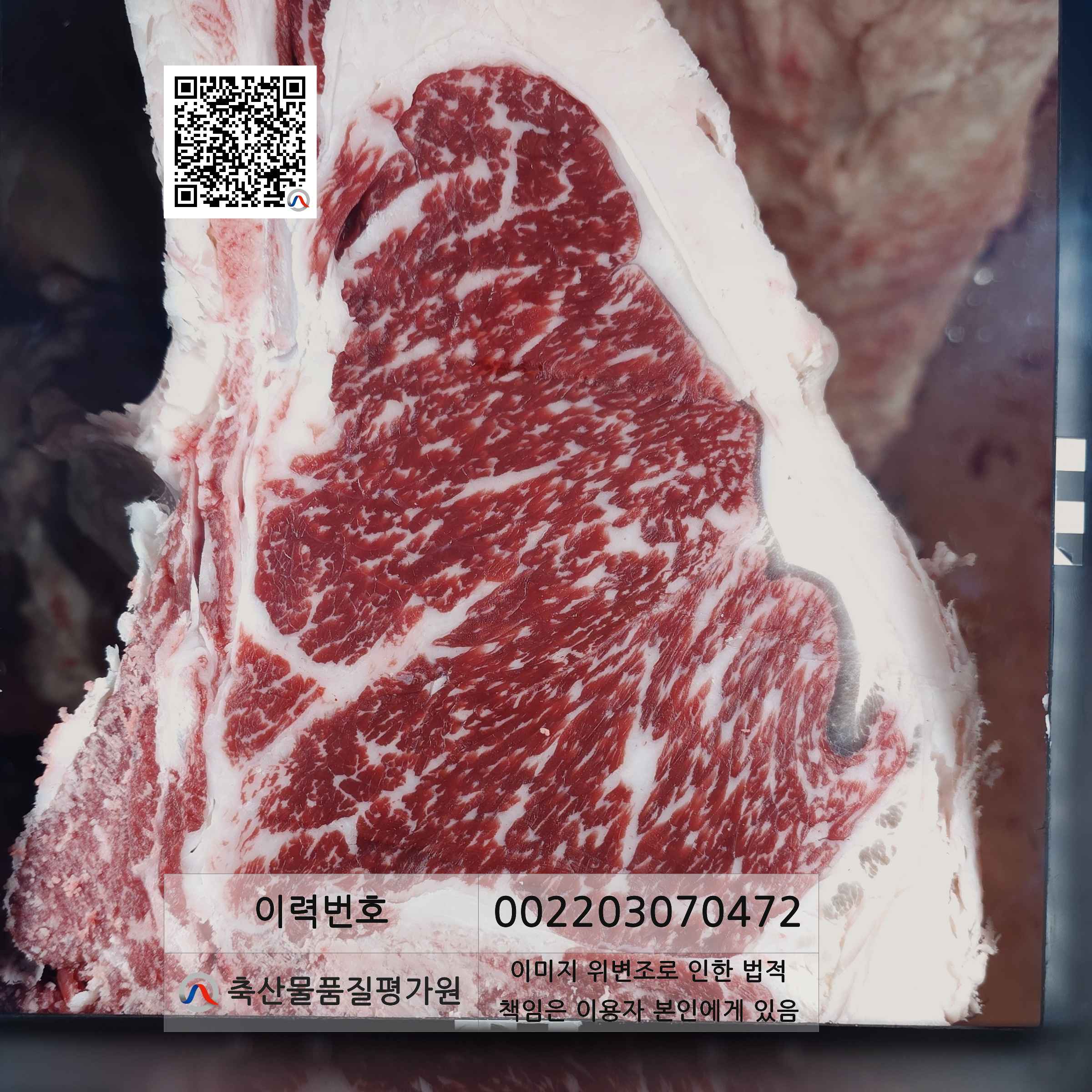 등심단면적 사진