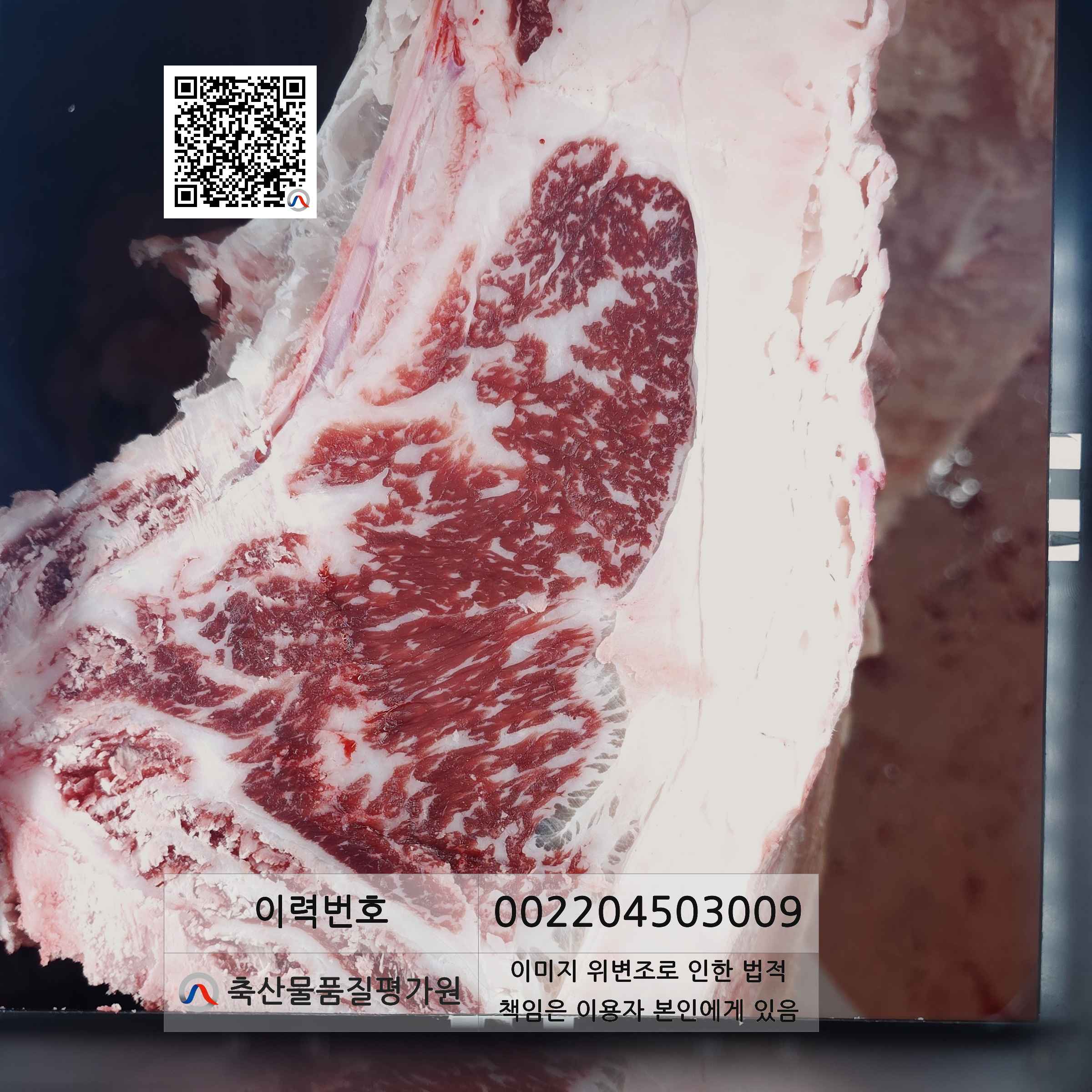 등심단면적 사진